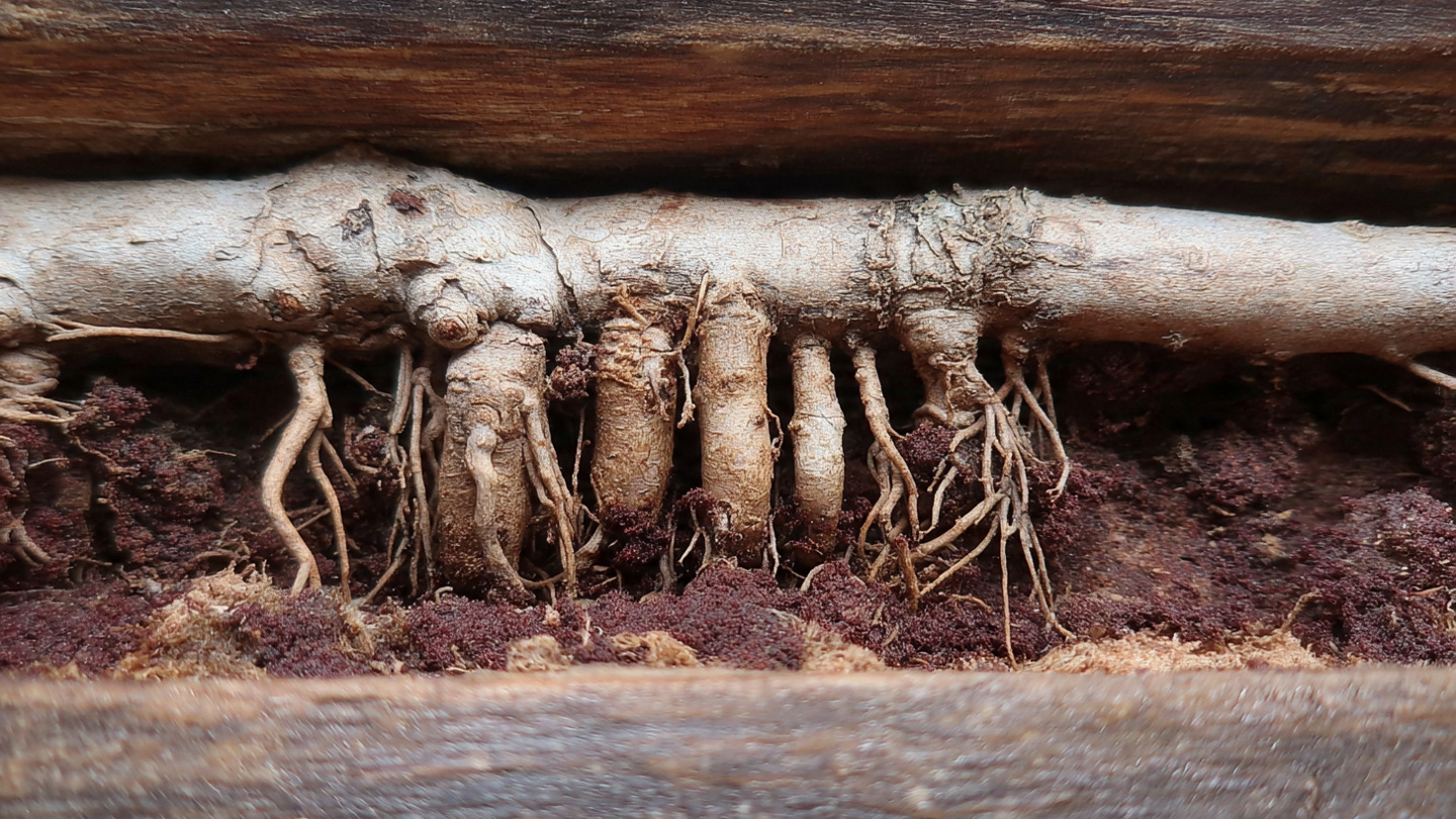 granulometria calcular retencion agua frecuencia riego bonsai